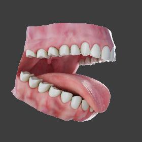 Human Teeth